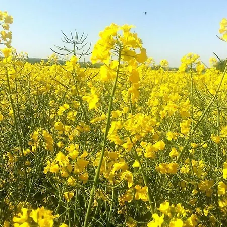 Marina - Komfortowe Z Sauna I Kominkami Сашино