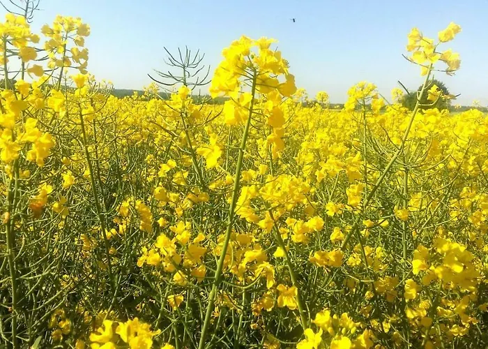 Marina - Komfortowe Z Sauna I Kominkami Сашино